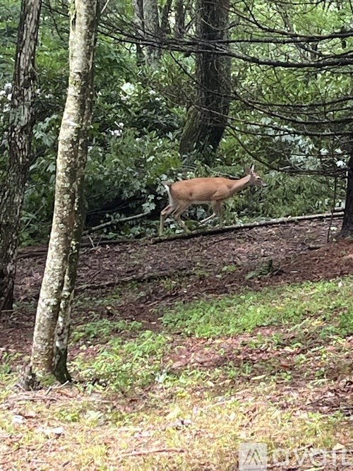 A deer is walking through a forest.