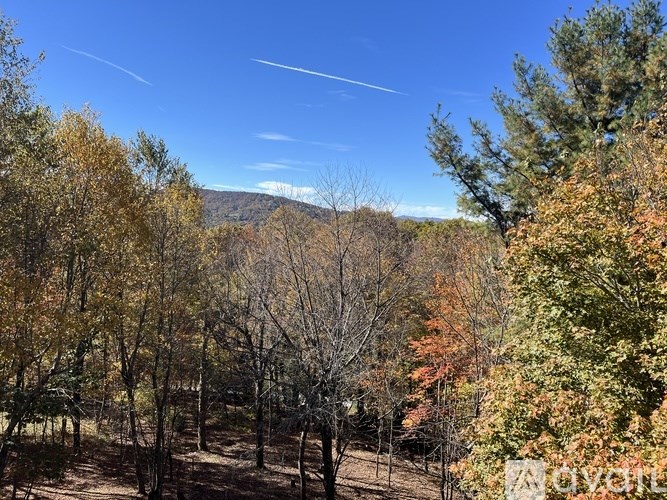 A forest with autumn trees and a clear blue sky.