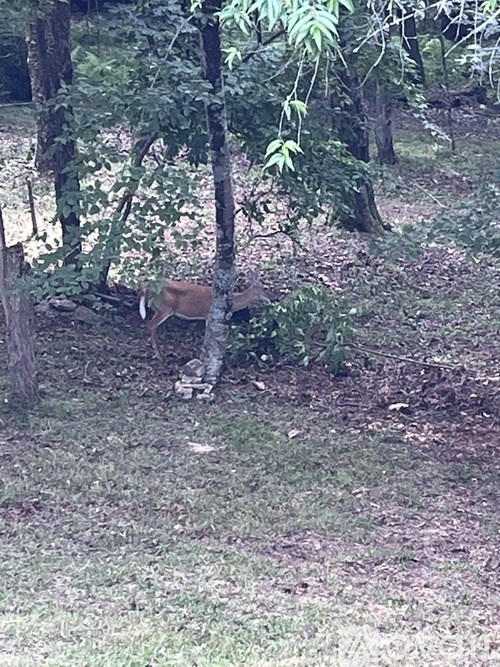 A deer is standing in the woods.