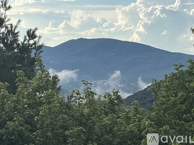 A mountain is seen through a dense forest.