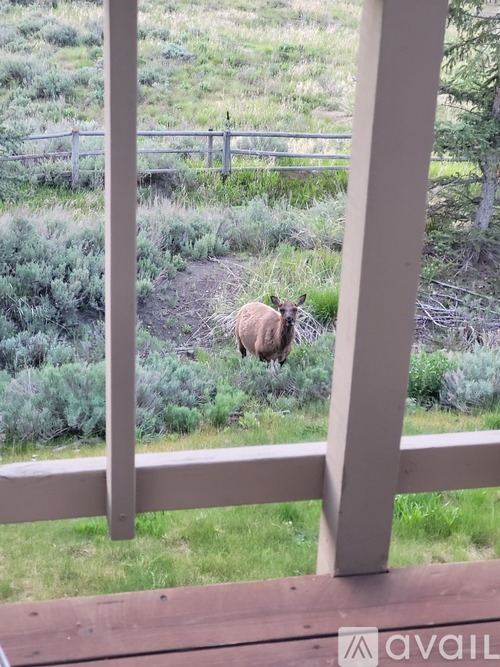 A moose is standing in the grass behind a fence.