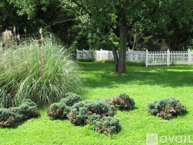 A white picket fence is behind a tree and shrubs.