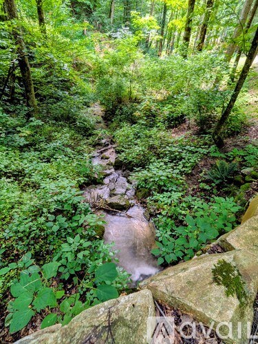 A stream flows through a lush green forest.