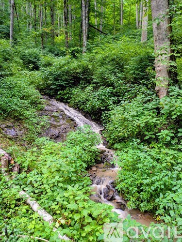A small stream flows through a lush green forest.
