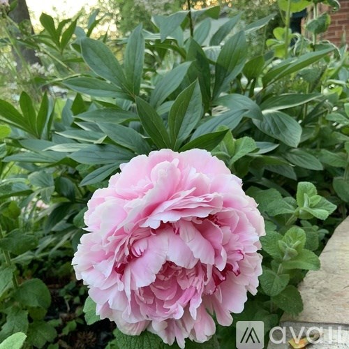 A large pink flower with green leaves in the background.