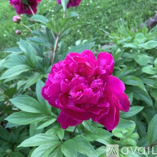 A beautiful pink flower with green leaves in the background.