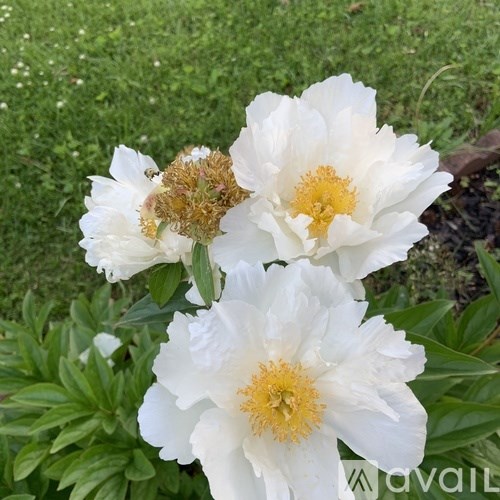 Three white peonies with yellow centers are in focus.