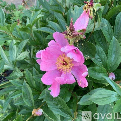 A pink flower with green leaves in the background.