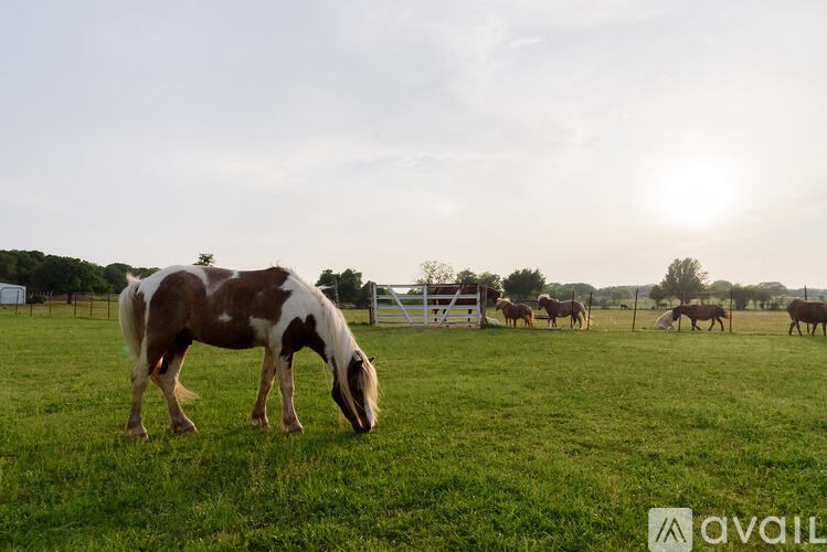 A horse grazes in a field with other horses in the background.