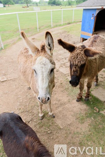 Two donkeys standing in a dirt area with a blue shed in the background.