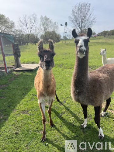 Two alpacas standing in a field with a windmill in the background.