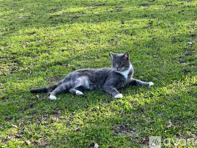 A cat is lying on the grass.