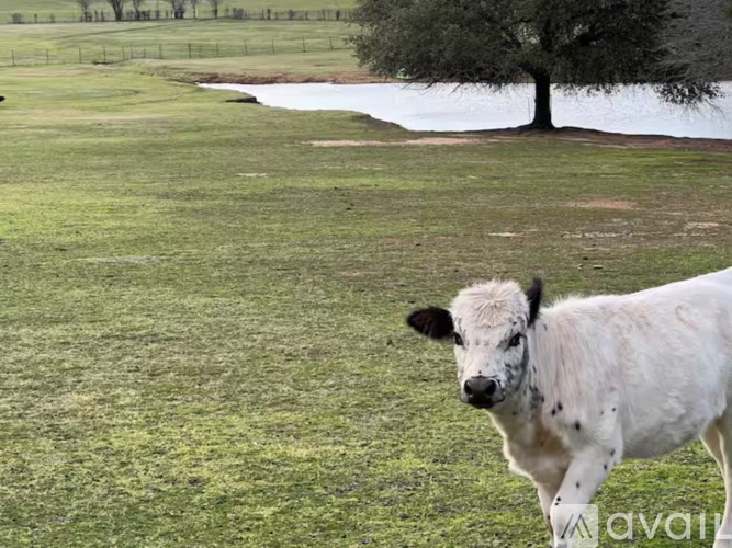A cow is standing in a field with a tree in the background.