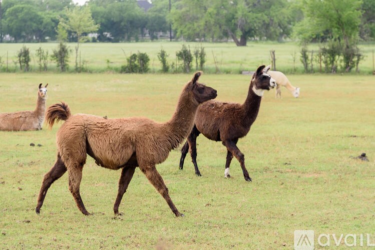 Three alpacas are walking in a field.