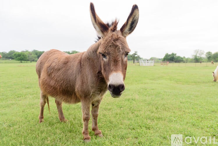 A donkey standing in a field looking at the camera.