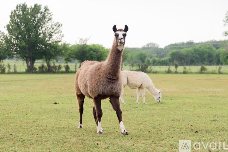 A llama stands in a field with another animal in the background.