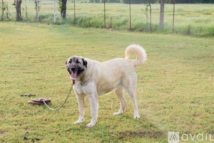 A dog is standing in a field with a chain in its mouth.
