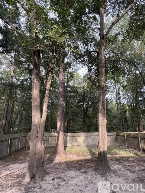 A group of trees in a fenced area with a ground covered in dirt.