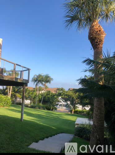 A palm tree stands in a yard with a house in the background.