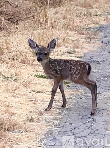A young deer stands on a dirt path in a dry grassy area.