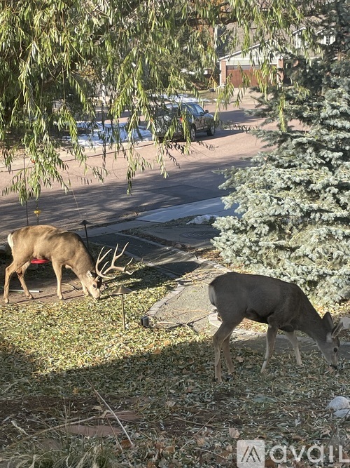 Two deer grazing in a grassy area near a road.