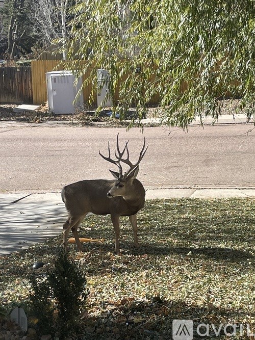 A deer standing in a yard.