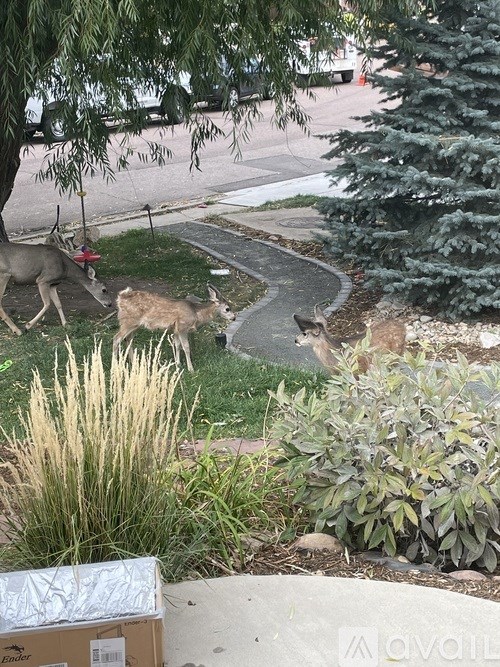 A deer is running across a grassy area next to a sidewalk.