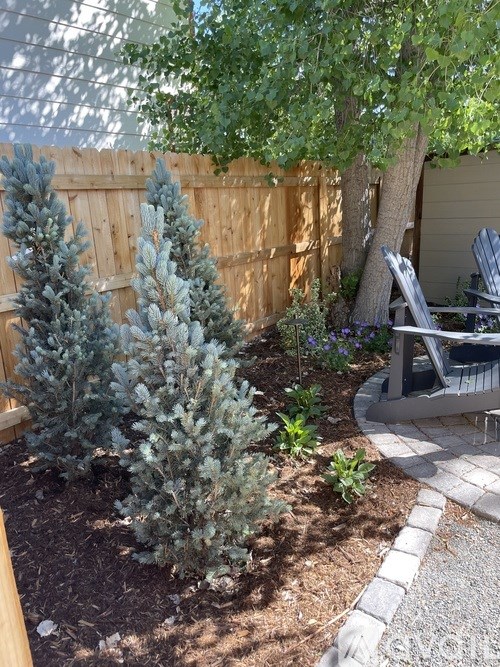 A small tree is in a garden next to a wooden fence.