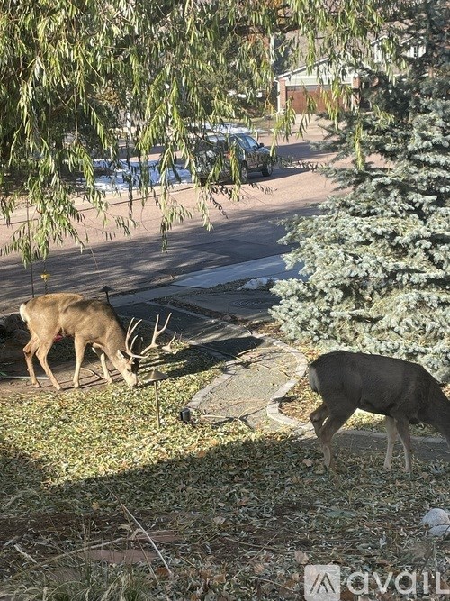Two deer grazing in a grassy area near a road.