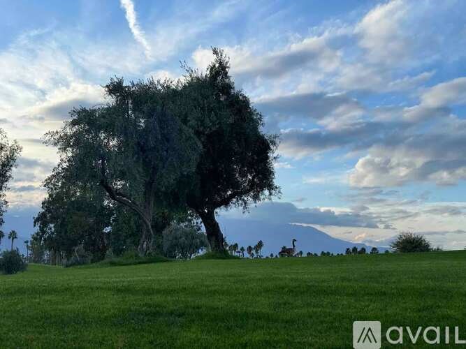 A tree stands alone in a grassy field.