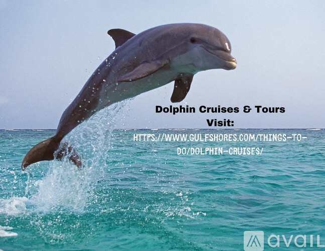 A dolphin leaping out of the water with a URL for dolphin cruises and tours.
