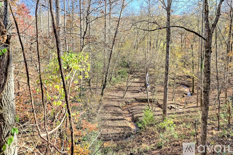 A forest with a dirt path and trees with green and yellow leaves.