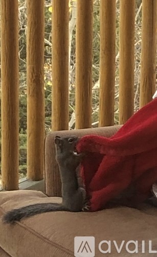 A weasel is sitting on a couch.