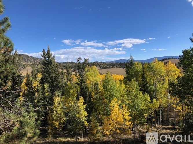 A forest of trees with autumn leaves in yellow and green.