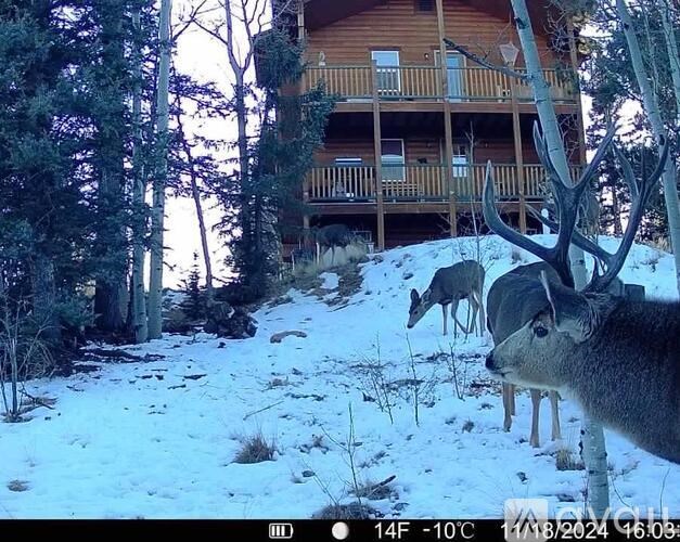 A deer is standing in the snow in front of a wooden building.