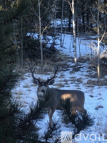 A deer standing in a snowy forest.