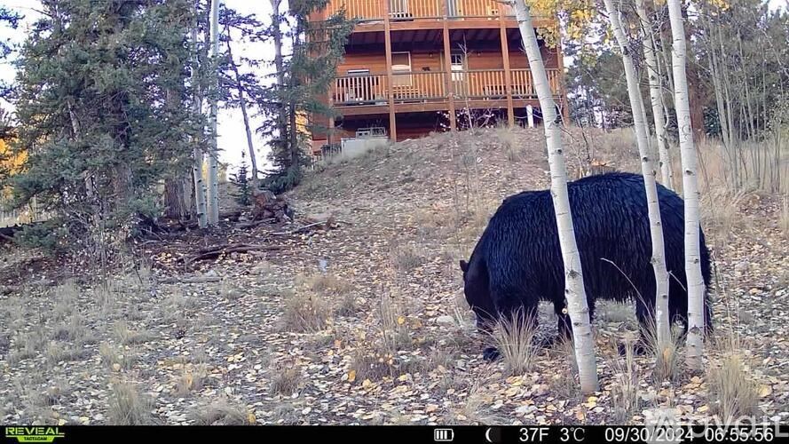 A black bear is walking through a forest near a house.