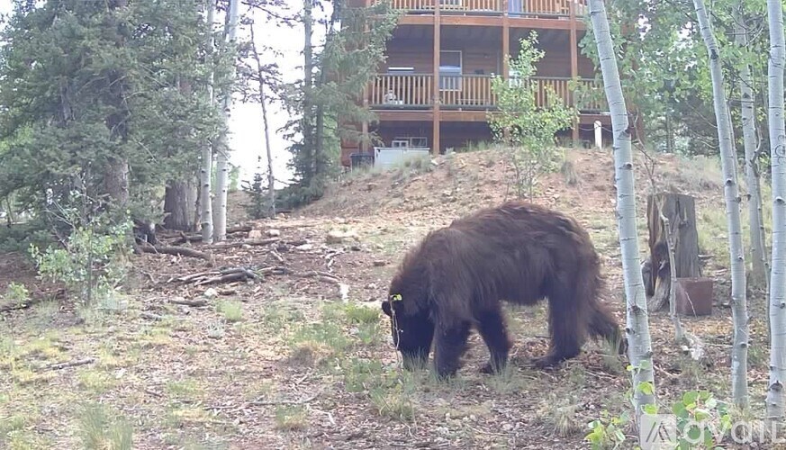 A bear is walking in the grass.