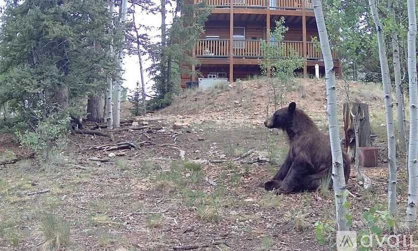 A bear sits on the ground in front of a tree and a house.