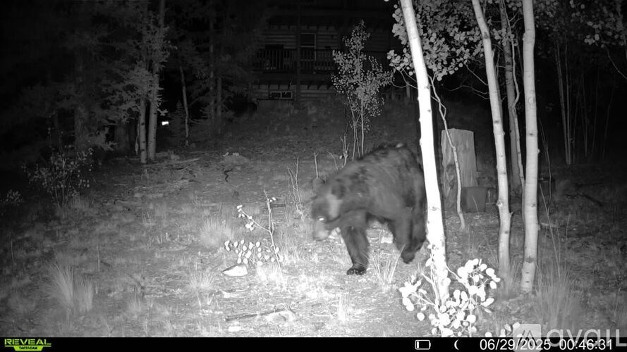 A black bear is walking through a forest at night.