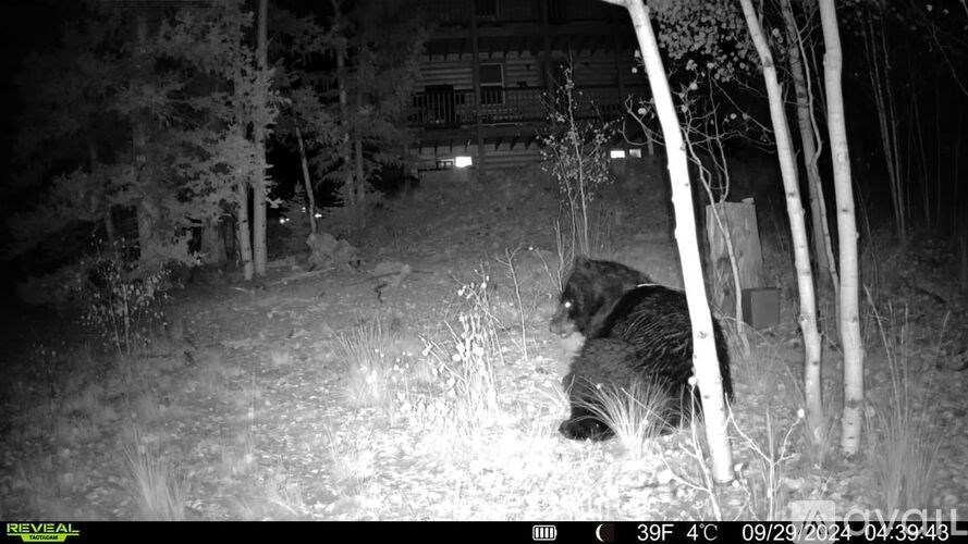 A black and white image of a bear in the woods at night.