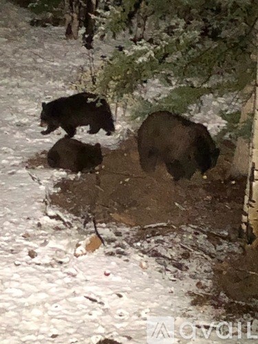 Two bears are walking in the snow.
