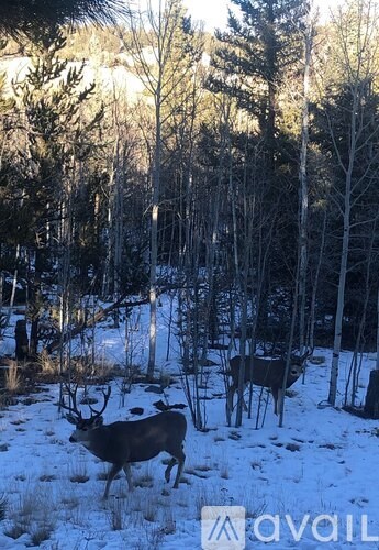 A deer is standing in a snowy forest.