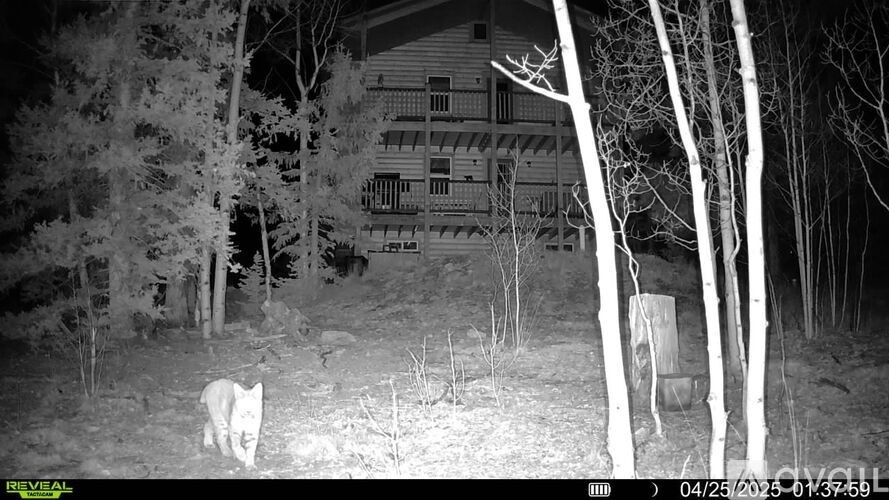 A fox is walking in front of a house at night.