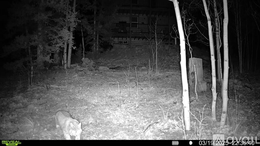 A lion is walking in the woods at night.