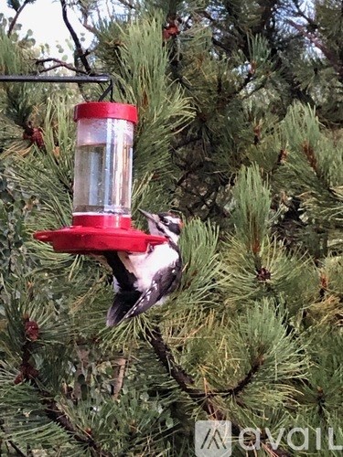 A bird is perched on a red and white bird feeder.