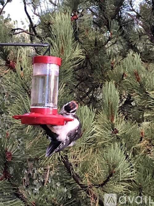A bird is perched on a red feeder hanging from a pine tree.