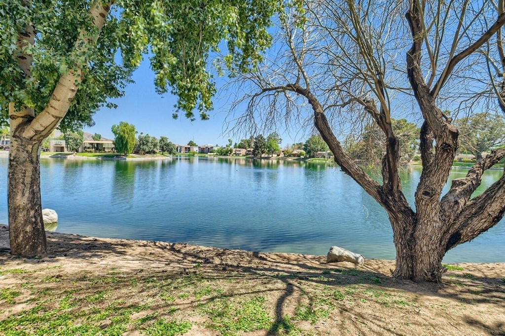 A tree stands next to a body of water under a blue sky.