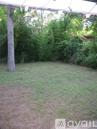 A backyard with a tree and bushes.