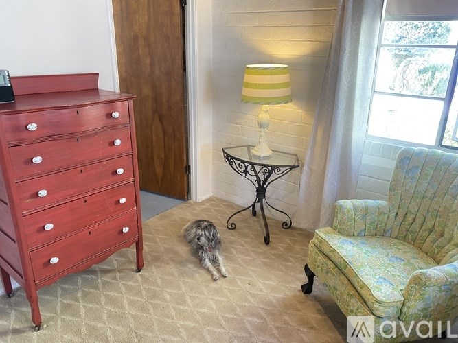 A dog is in a room with a red dresser, a green chair, and a lamp.